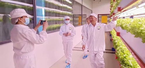 看菜不是菜,看菜還是菜 探訪湖南省國(guó)際稻都農(nóng)業(yè)技術(shù)研究院新型智慧蔬菜工廠